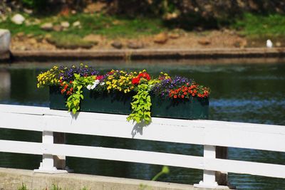 Potted plants on railing by lake