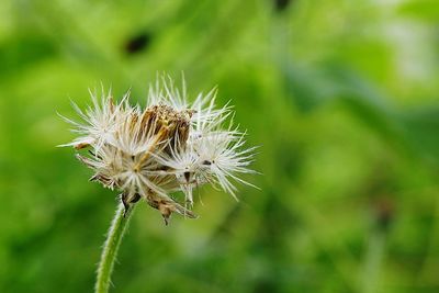 Close-up of wilted dandelion flower