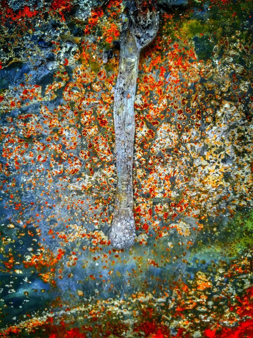 FULL FRAME SHOT OF OLD TREE TRUNK WITH AUTUMN LEAVES