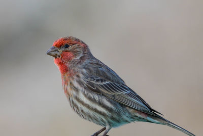 Close-up of a fommon house finch.