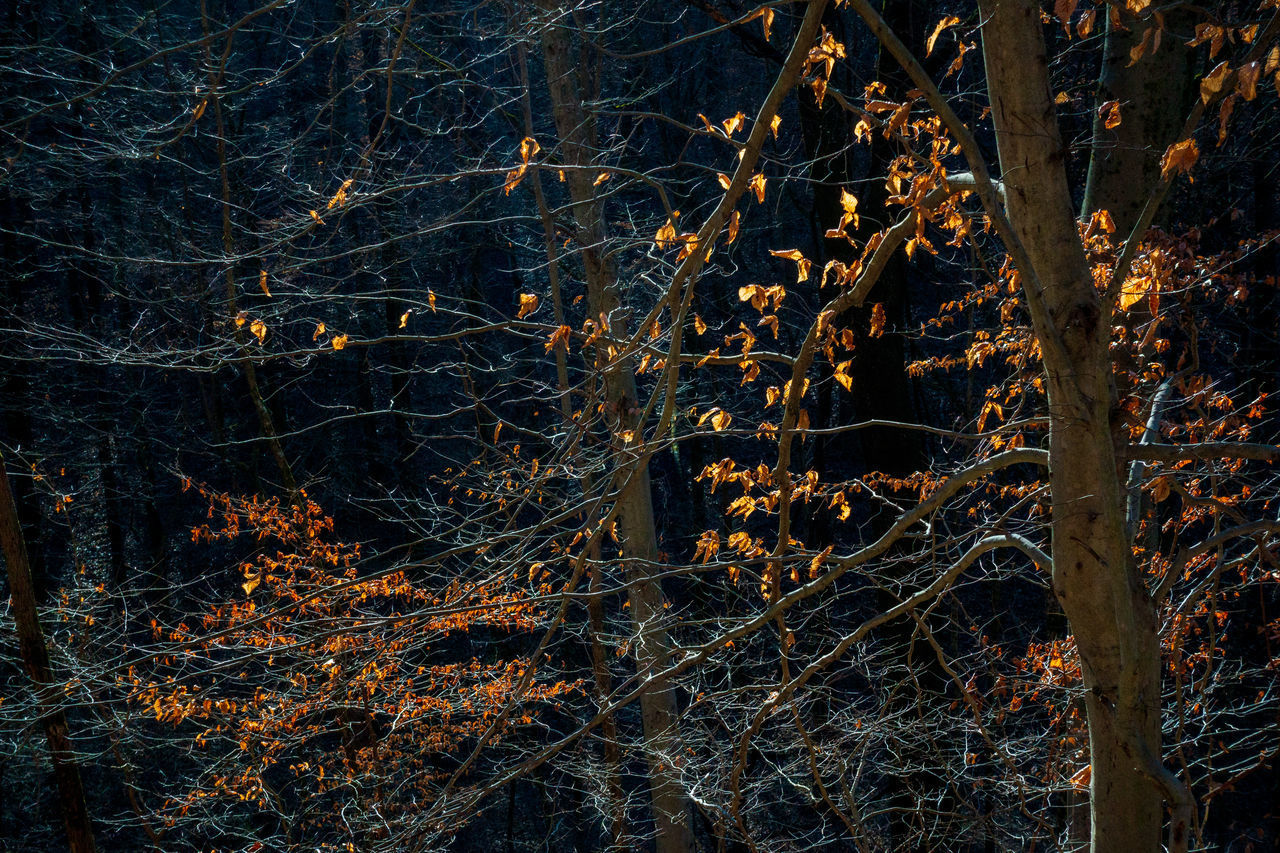 FIREWORK DISPLAY IN FOREST