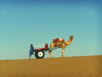 Man with camel cart on desert against clear sky