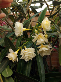 Close-up of flowers blooming outdoors