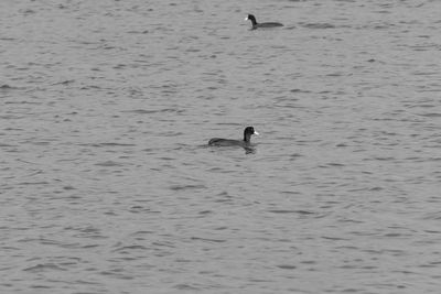 View of ducks swimming in lake