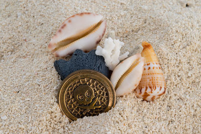 High angle view of seashells on beach