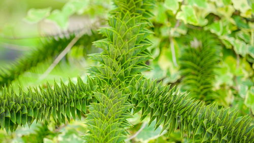 Close-up of green leaves on tree