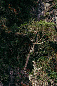 View of trees in forest