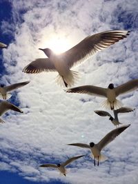Low angle view of seagulls flying against sky