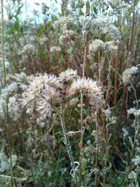 Close-up of plants