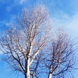 Bare tree against blue sky