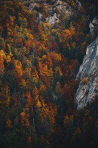 Trees in forest during autumn