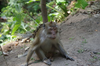 Portrait of monkey sitting on land