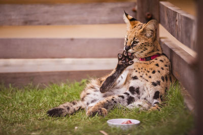 Close-up of wild cat at zoo