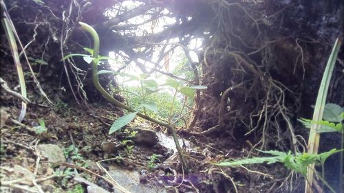 Close-up of tree trunk in forest