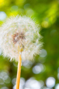 Close-up of dandelion against blurred background