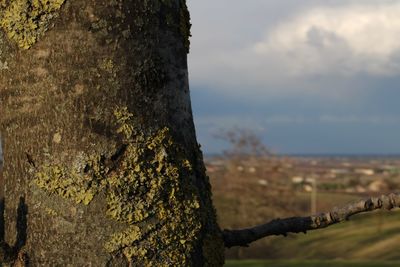 Close-up of lichen on tree trunk in forest against sky