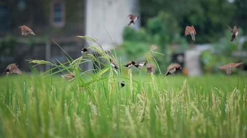 Grass growing in a field