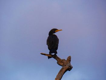 Low angle view of bird perching against clear sky