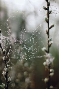 Close-up of wet spider web on plant