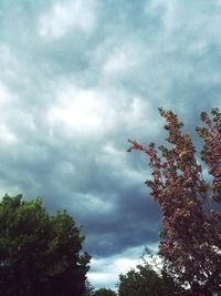 Low angle view of flowering trees against cloudy sky