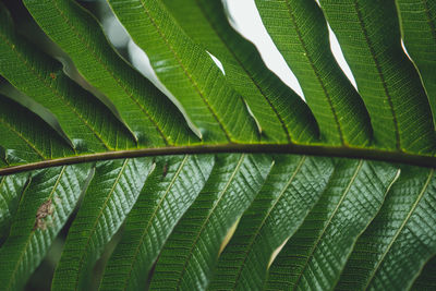 Full frame shot of green leaves