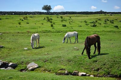 Sheep grazing on grassy field