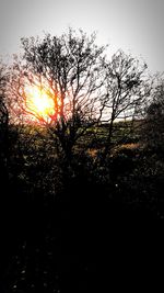 Silhouette trees against sky during sunset