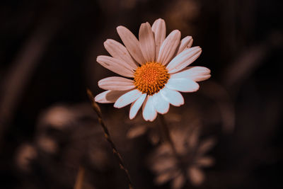 Close-up of pink daisy flower