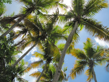 Low angle view of palm trees against sky