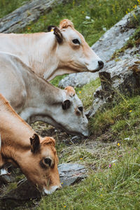 Cows in a field