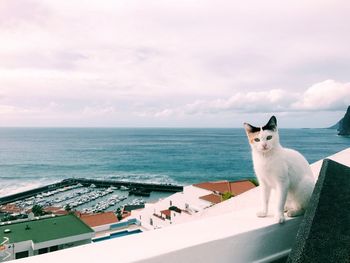 Cat looking at sea against sky