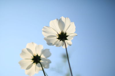 Low angle view of cosmos blooming against clear blue sky