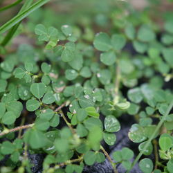 Close-up of raindrops on leaves