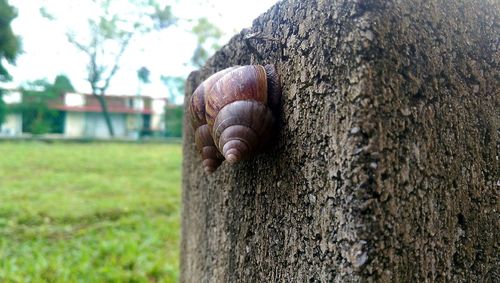 Close-up of an animal on tree trunk