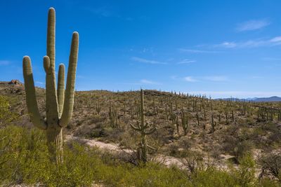 Cactuses growing on field against sky