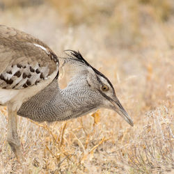 Kori bustard on barren landscape