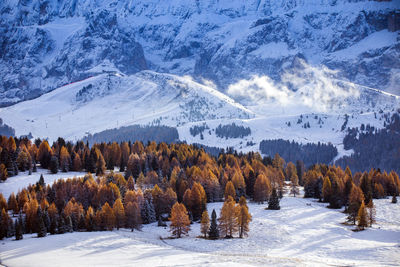 Scenic view of trees on snow covered land