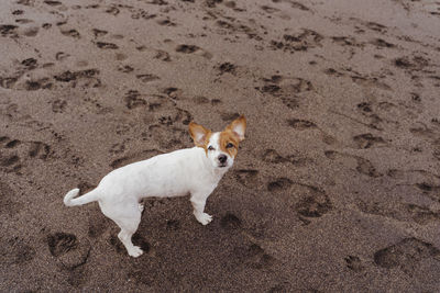 High angle view of dog standing on sand