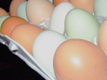 Close-up of eggs