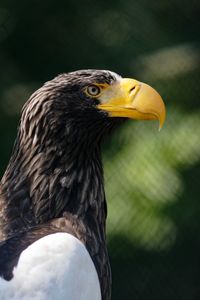 Close-up of eagle