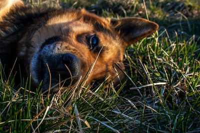 Close-up of a dog on field