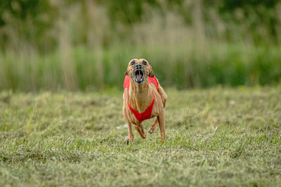 Whippet dog in