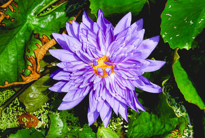 Close-up of purple flowering plant