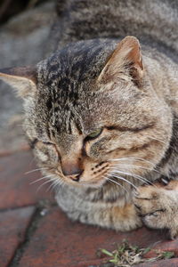 Close-up of a cat sleeping