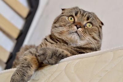 Close-up portrait of a cat