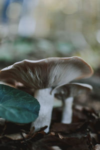 Close-up of mushroom growing on land