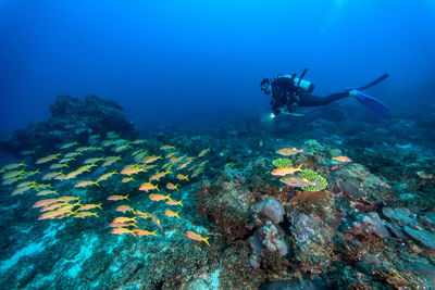 Scuba diver swimming in sea