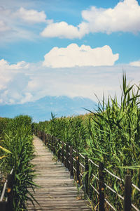 Plants growing on field against sky