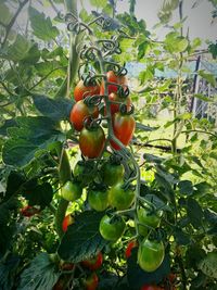 Close-up of cherries on tree