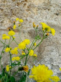 Close-up of yellow flowers blooming outdoors